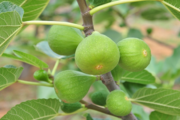  無花果有什么營養？